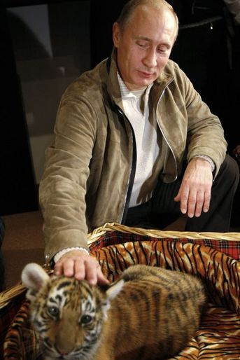 Vladimir Poutine caresse le tigre reçu pour son 58ème anniversaire, en octobre 2010