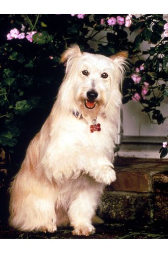 Le chien bien aimé des Camden est mort en 2010 après un beau succès à la télévision. 