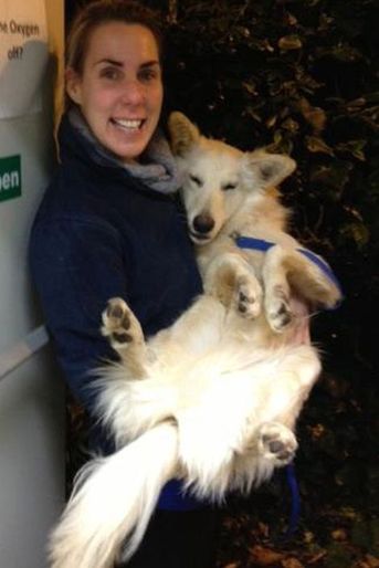 La belle histoire de Sandy, chien miraculé - Sauvé par une touriste émue