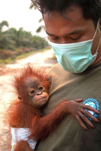 Le bébé orang-outan, baptisé Rahman, a rejoint l’un des centres de sauvetage et de réadaptation pour orangs-outans à Ketapang.