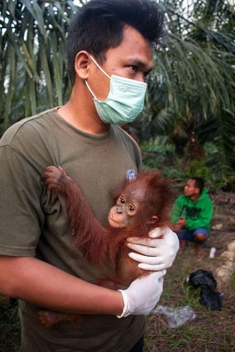 Le bébé orang-outan, baptisé Rahman, a rejoint l’un des centres de sauvetage et de réadaptation pour orangs-outans à Ketapang.