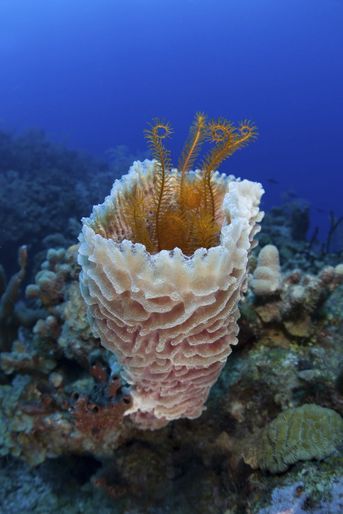 Vase d'éponge de mer dans l'atoll de Turneffe, au Belize.