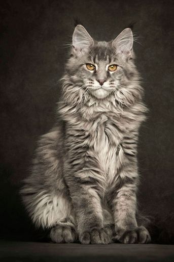 Les 50 Plus Beaux Chats Du Monde En Photos Les 50 Plus Beaux Chats Du Monde En Photos
