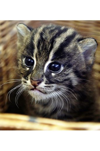 Les 50 Plus Beaux Chats Du Monde En Photos Les 50 Plus Beaux Chats Du Monde En Photos