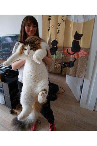 Samson Le Plus Gros Chat De New York