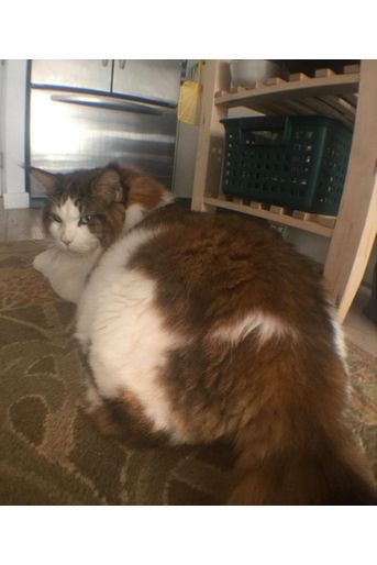 Samson Le Plus Gros Chat De New York Samson Le Plus Gros Chat De New York