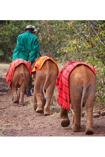 &quot;David Sheldrick Wildlife Trust&quot; accueille les éléphanteaux orphelins 