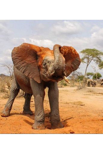 &quot;David Sheldrick Wildlife Trust&quot; accueille les éléphanteaux orphelins 