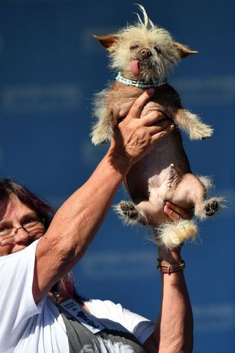 SweePie Rambo, élu chien le plus moche du monde