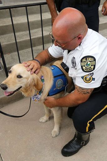 A Orlando, des chiens pour consoler après l'attentat.