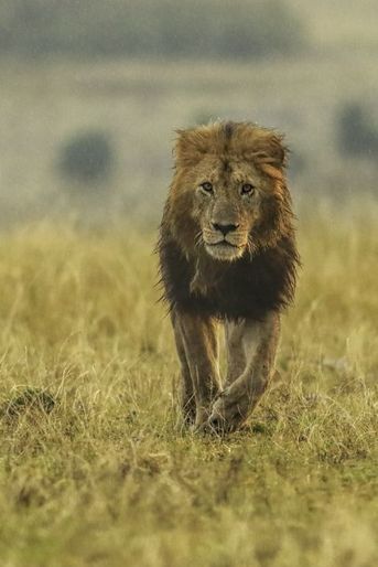 La lionne récupère son petit fugueur au sein du Masai Mara, au Kenya