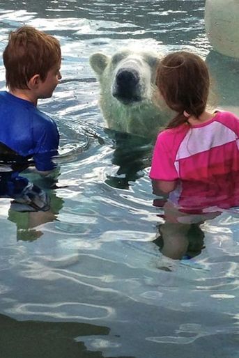 Face à face avec un ours blanc au Cochrane Polar Bear Habitat, un parc dédié aux ours polaires situés dans l'Ontario