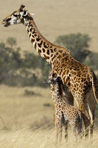 Gestes tendres chez les girafes de la réserve du Masai Mara, au Kenya
