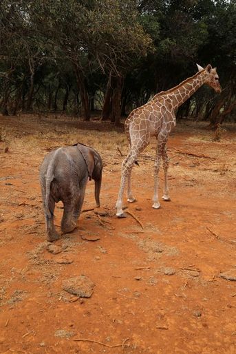 La girafe et l'éléphanteau orphelins sont inséparables