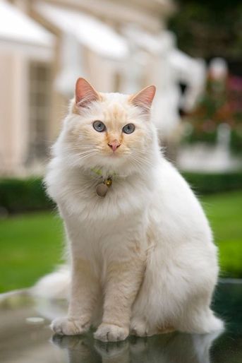 Le chat Fa-Raon, la mascotte du palace; ce sacré de Birmanie a fait du palace son royaume