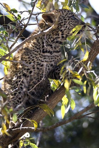 Le petit léopard joue au cochon pendu dans le Parc national Kruger, en Afrique du Sud