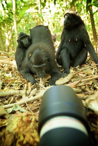 Les macaques intrigués par un appareil photo, en Indonésie