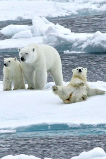 L'ourson polaire perd l'équilibre sur la banquise