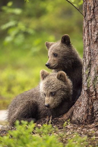 Scènes de vie chez les ours dans la forêt finlandaise