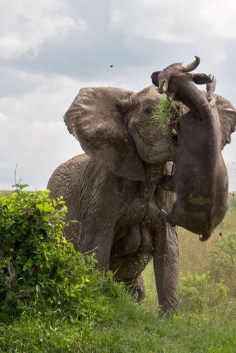 Un buffle soulevé dans les airs par un éléphant furieux