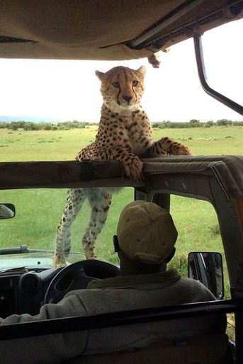 Un guépard surprend un touriste en plein safari dans la réserve du Masai Mara