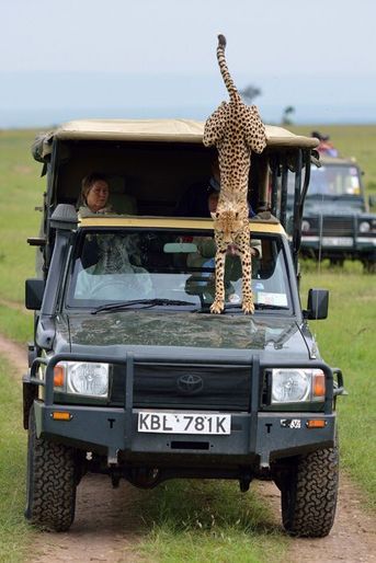 Un guépard surprend un touriste en plein safari dans la réserve du Masai Mara