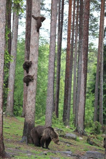 Les oursons apprentis grimpeurs dans la forêt finlandaise