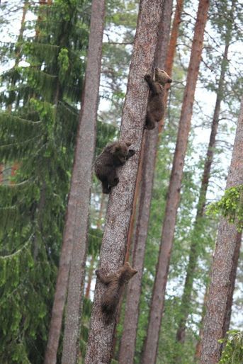 Les oursons apprentis grimpeurs dans la forêt finlandaise