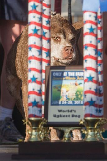 Quasi Modo a été élu "chien le plus laid du monde"