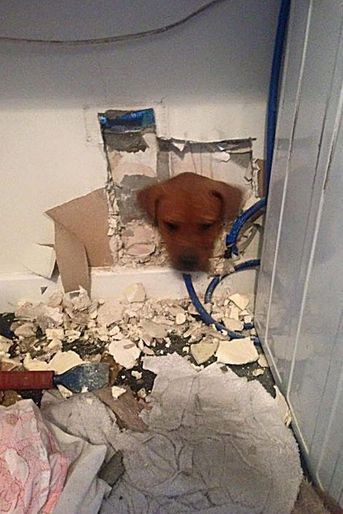 Trop curieuse, la chienne Scrunch est restée coincée dans le mur