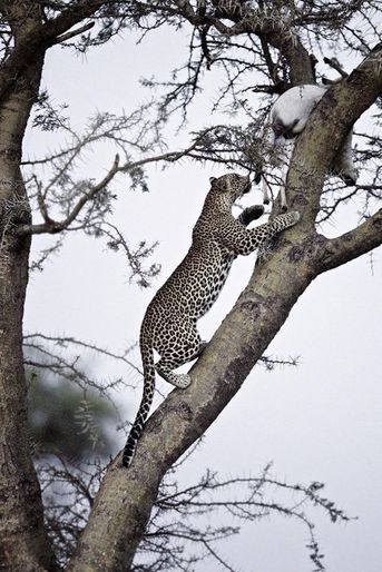 Un léopard récupère sa proie dans un arbre au sein du parc du Serengeti, en Tanzanie