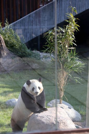 L&#039;un ds pandas chinois du zoo de Copenhague, le 11 avril 2019