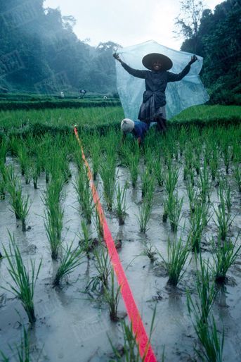 Cette paysanne indonésienne s’amuse de voir Benoit déployer une rubalise. En repiquant ses jeunes pousses, elle passe plusieurs fois par jour d’un hémisphère à l’autre, sans le savoir.