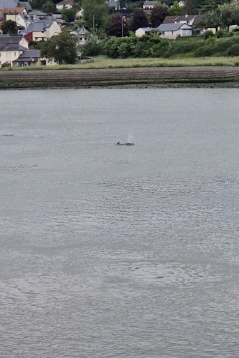 L'orque photographiée dans la Seine à Yainville, en Normandie.
