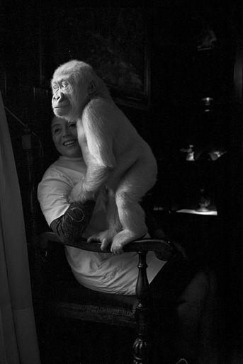 Flocon de Neige, seul gorille albinos connu à ce jour, pose pour Paris Match chez le docteur Luera, directeur du zoo de la ville de Barcelone, et son épouse Maria Garcia, en mars 1967.