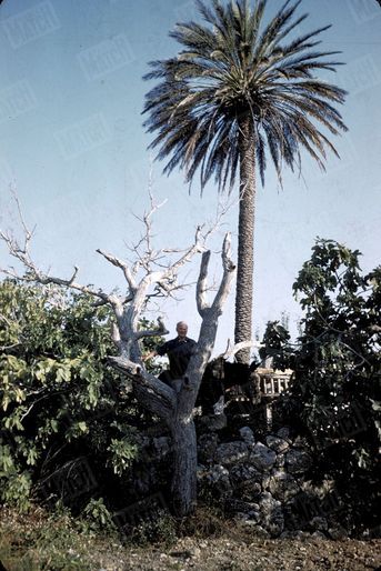 «Les palmiers de Majorque, la végétation méditerranéenne et enchevêtrée de l'île, les objets les plus humbles, roue de noria, figurines de terre, et jusqu'aux racines des arbres sont les matériaux de son travail.» - Paris Match n°691, 7 juillet 1962