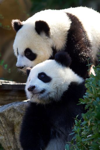 Les jumelles pandas du Beauval, Huanlili et Yuandudu.
