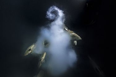 Laurent Ballesta, vainqueur du Wildlife Photographer Of the Year 2021, catégorie "Photographe de l'année", pour sa photo de mérous dans un nuage de tourbillonnant d'œufs fécondés.