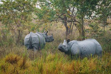 Deux des pensionnaires du parc, une mère et son petit. La réserve de 860 kilomètres carrés abrite plus de 2400 rhinos