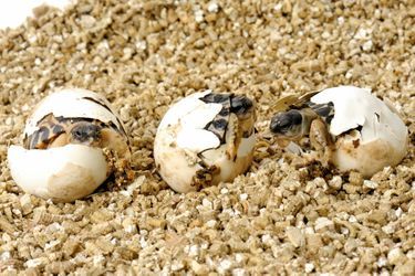 L’éclosion de tortues étoilées en Corse.