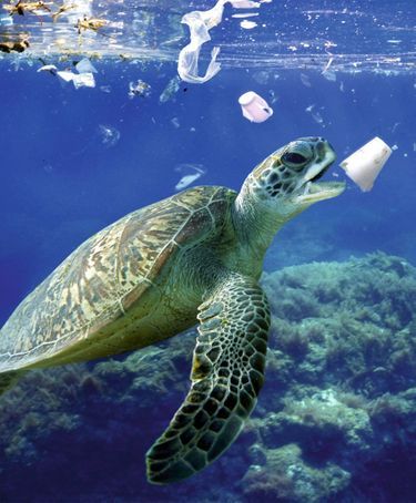 La pollution des océans par les déchets plastiques est une catastrophe pour ces animaux.