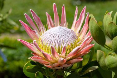 Protea rose d'Afrique du Sud