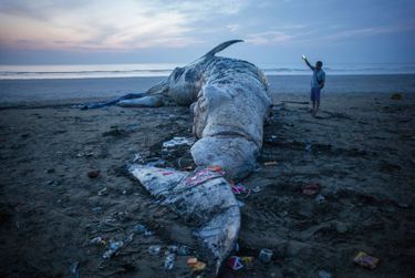 Face au cadavre échoué d’une baleine, un villageois ému et inquiet : pour les pêcheurs vietnamiens, les cétacés incarnent un dieu protecteur. A Dien Thinh, en 2016.