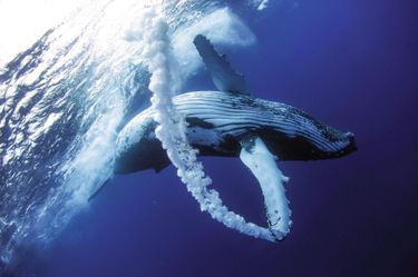 Une baleine à bosse et son panache, mélange d’eau et d’air expulsés, surprise par le plongeur Beau Pilgrim à Tonga, dans le Pacifique Sud.