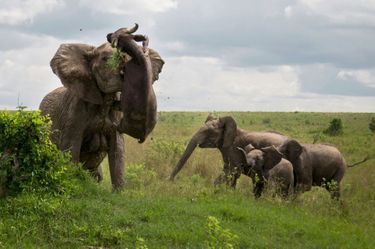 Démonstration de puissance: Au Kenya, un éléphant soulève un buffle imprudent comme s'il s'agissait d'un jouet.