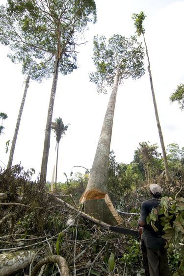 Modification de la luminosité, changements climatiques... L’environ- nement est la première victime de la chute de ces grands arbres.