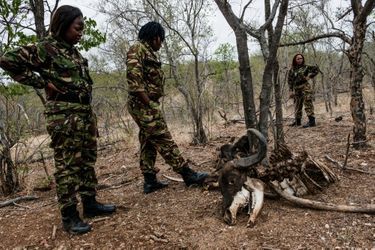 Les rangers devant une carcasse de buffle, tué et dévoré par des lions, ces grands prédateurs qu’elles s’efforcent de protéger.