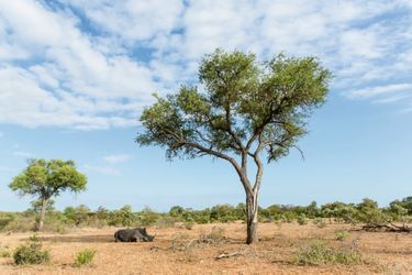 Ces paysages de savane abritent une faune en grand danger. Les braconniers chassent surtout le rhinocéros, dont la corne se vend plus cher que l’or.
