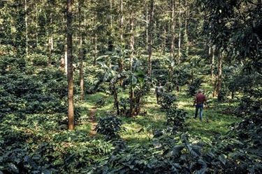 En quelques années, le paysage s’est métamorphosé. Les caféiers sont plantés au milieu d’essences rares et de poivriers. L’ensemble constitue un écosystème extraordinaire.