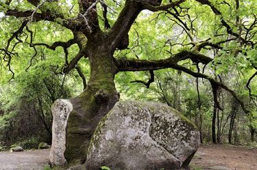 En Corse, entre le col de Bavella et le village de Solenzara, sur la D268, un vieux chêne a poussé dans la fissure d’un bloc de granite.